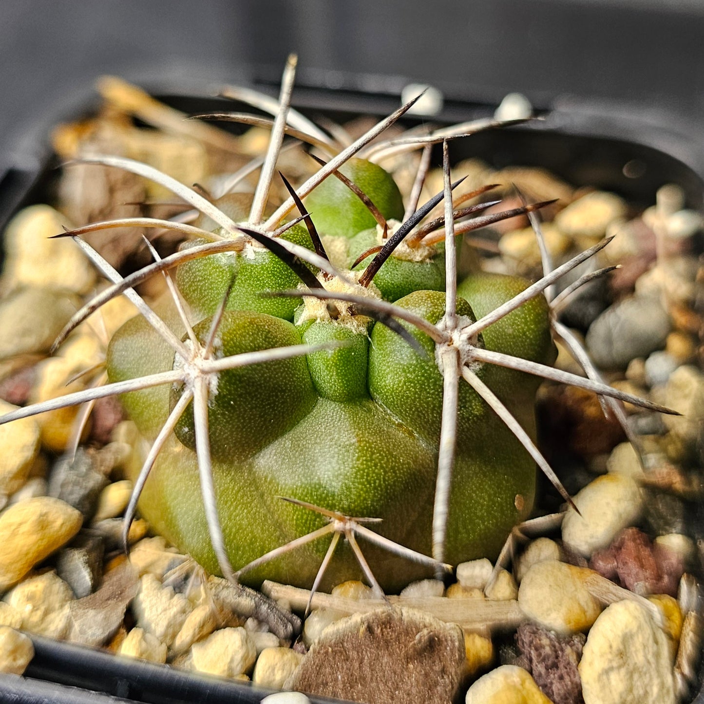 Cactus bundle - 4 plants (Copiapoa)