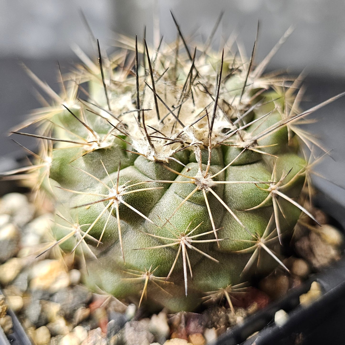 Cactus bundle - 4 plants (Copiapoa)