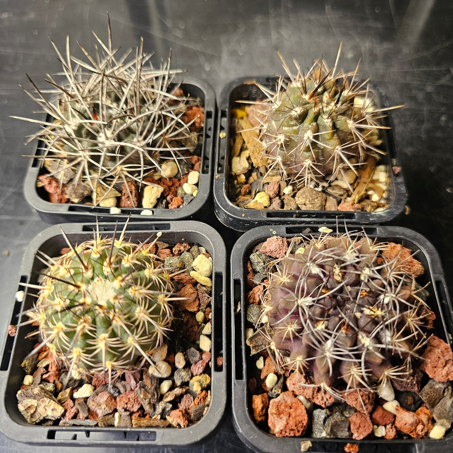 Cactus bundle - 4 plants (Eriosyce Mixed)