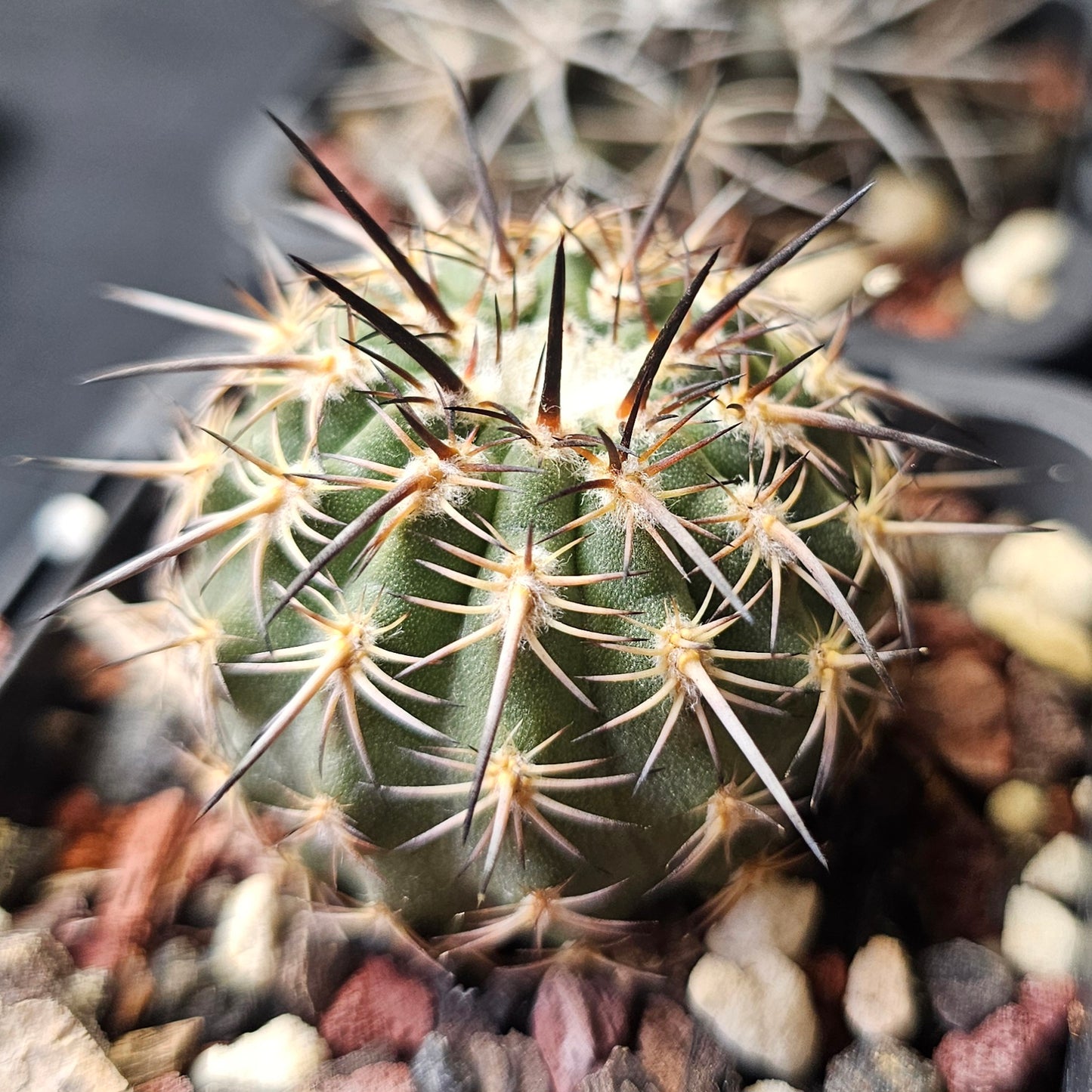 Cactus bundle - 4 plants (Eriosyce Mixed)