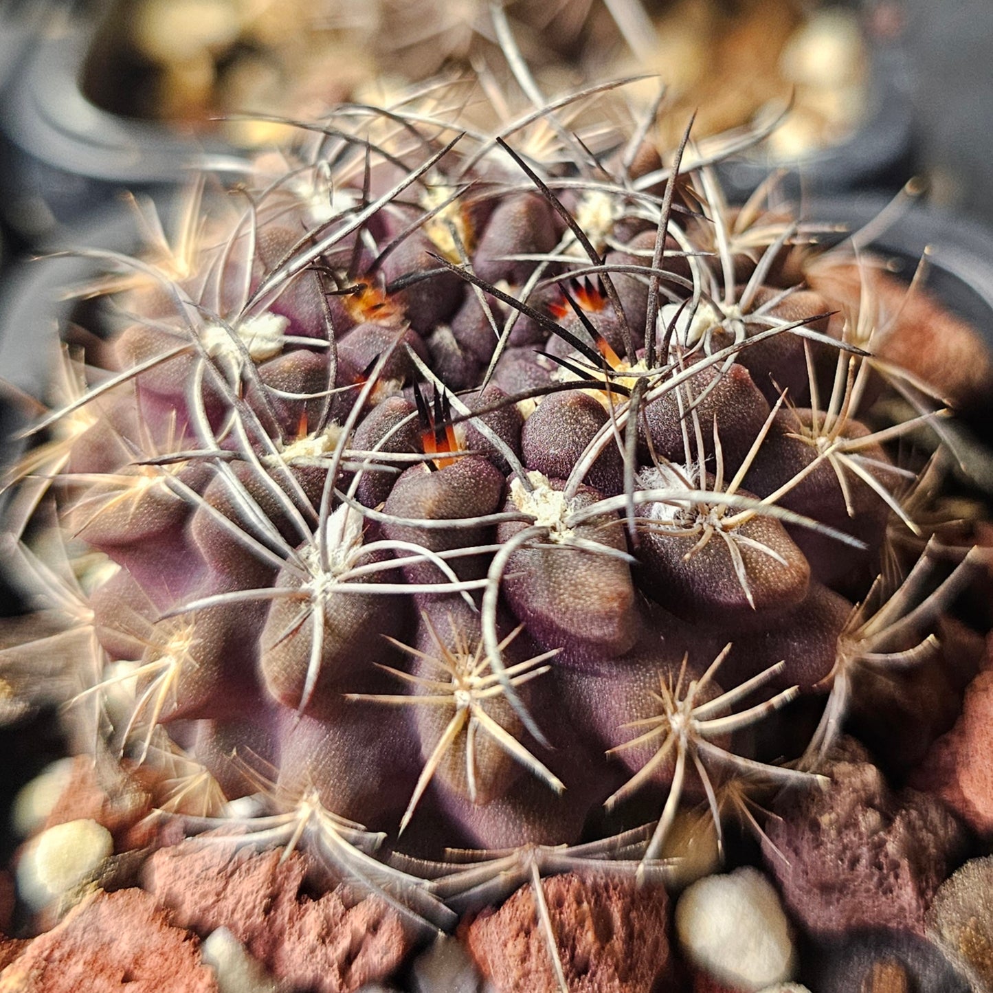 Cactus bundle - 4 plants (Eriosyce Mixed)