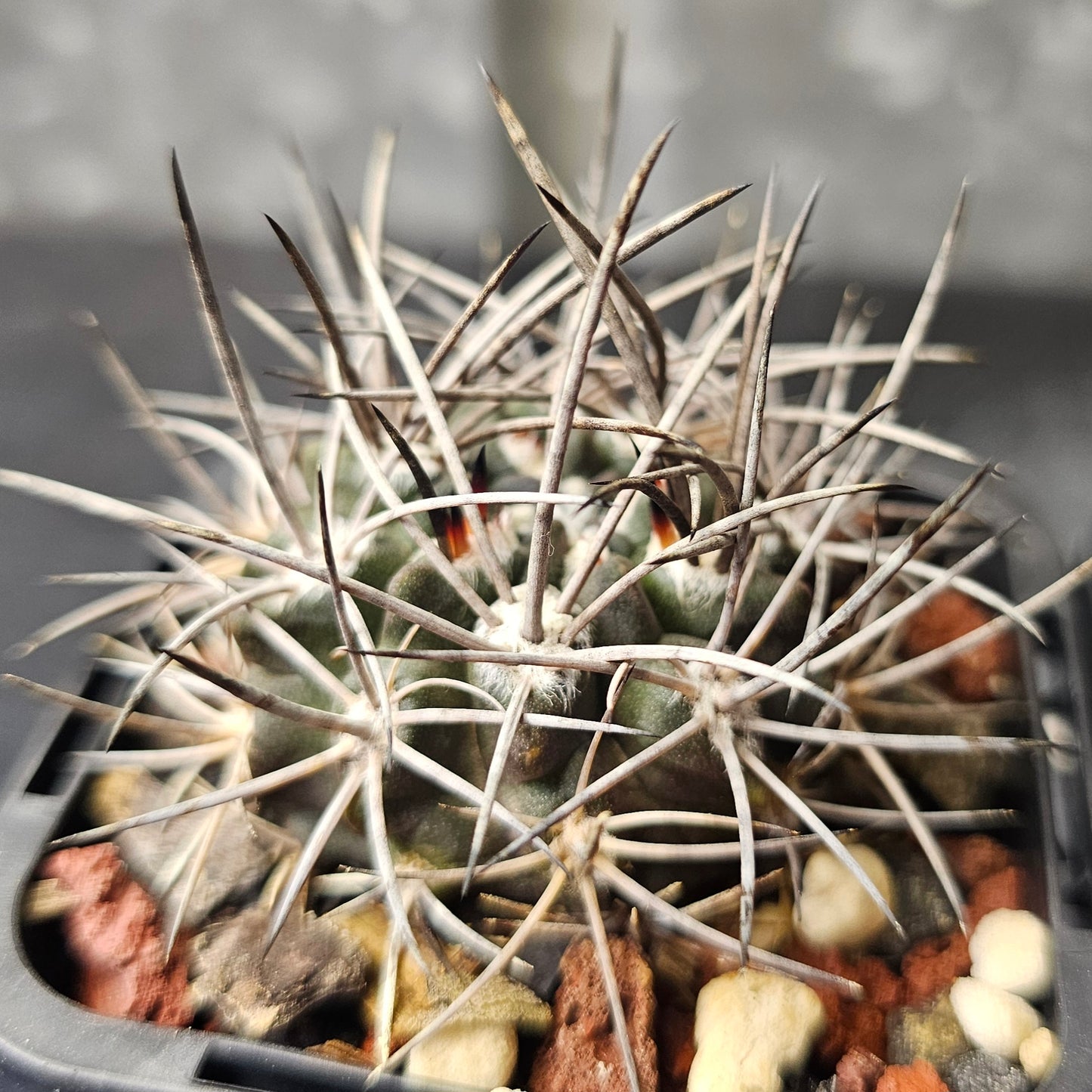 Cactus bundle - 4 plants (Eriosyce Mixed)