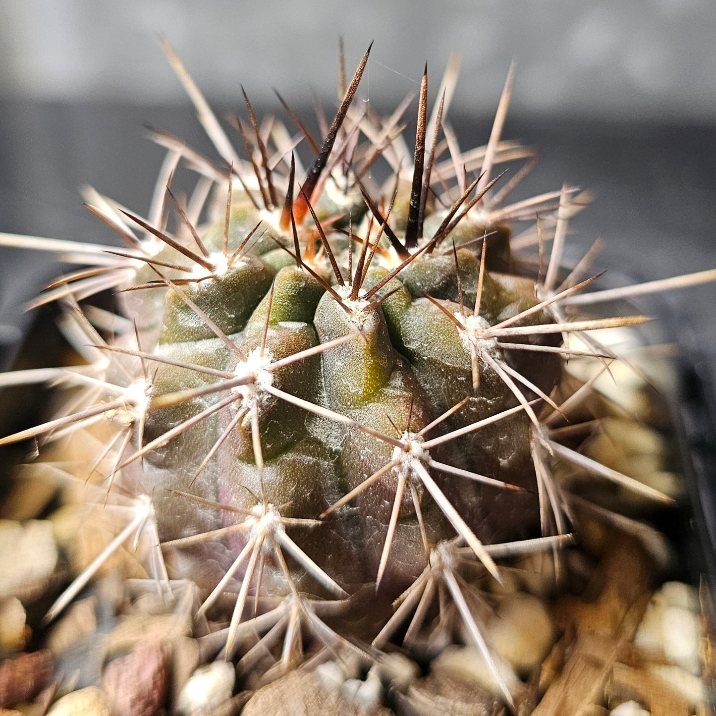 Cactus bundle - 4 plants (Eriosyce Mixed)