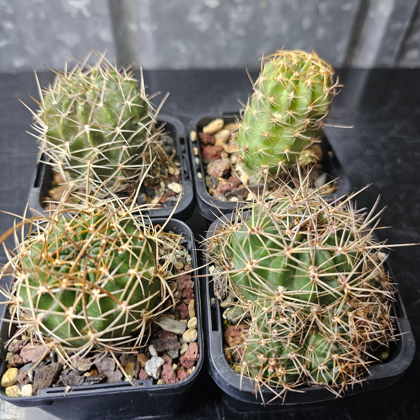 Cactus bundle - 4 plants (Lobivia Pack - Flower Show)