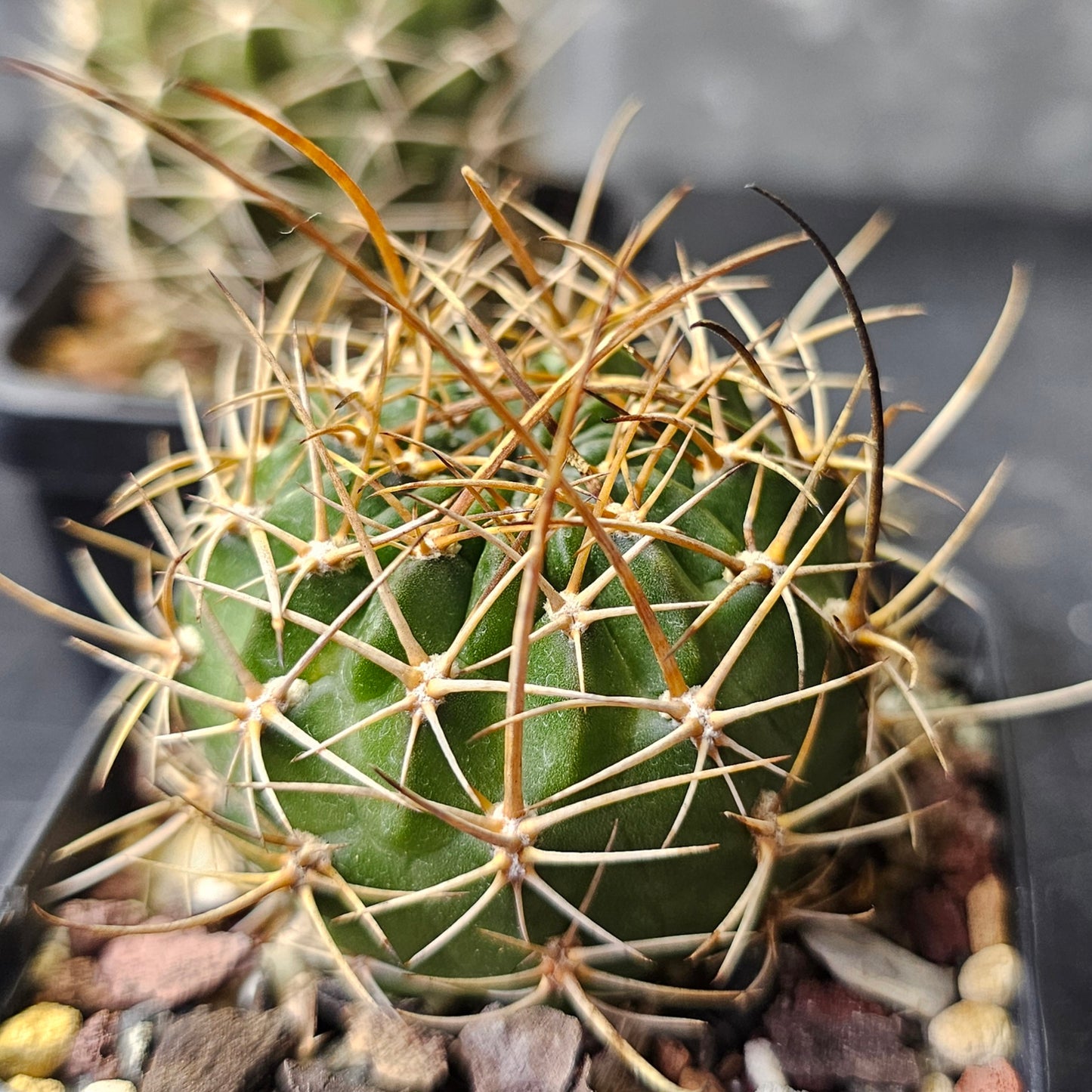 Cactus bundle - 4 plants (Lobivia Pack - Flower Show)