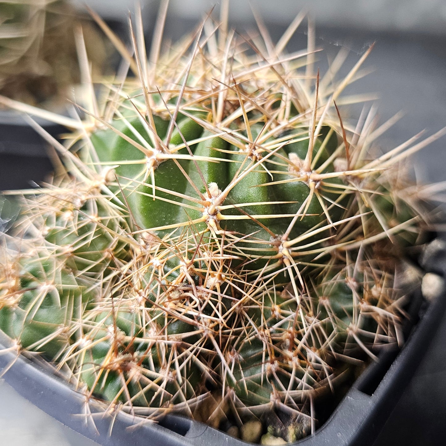 Cactus bundle - 4 plants (Lobivia Pack - Flower Show)