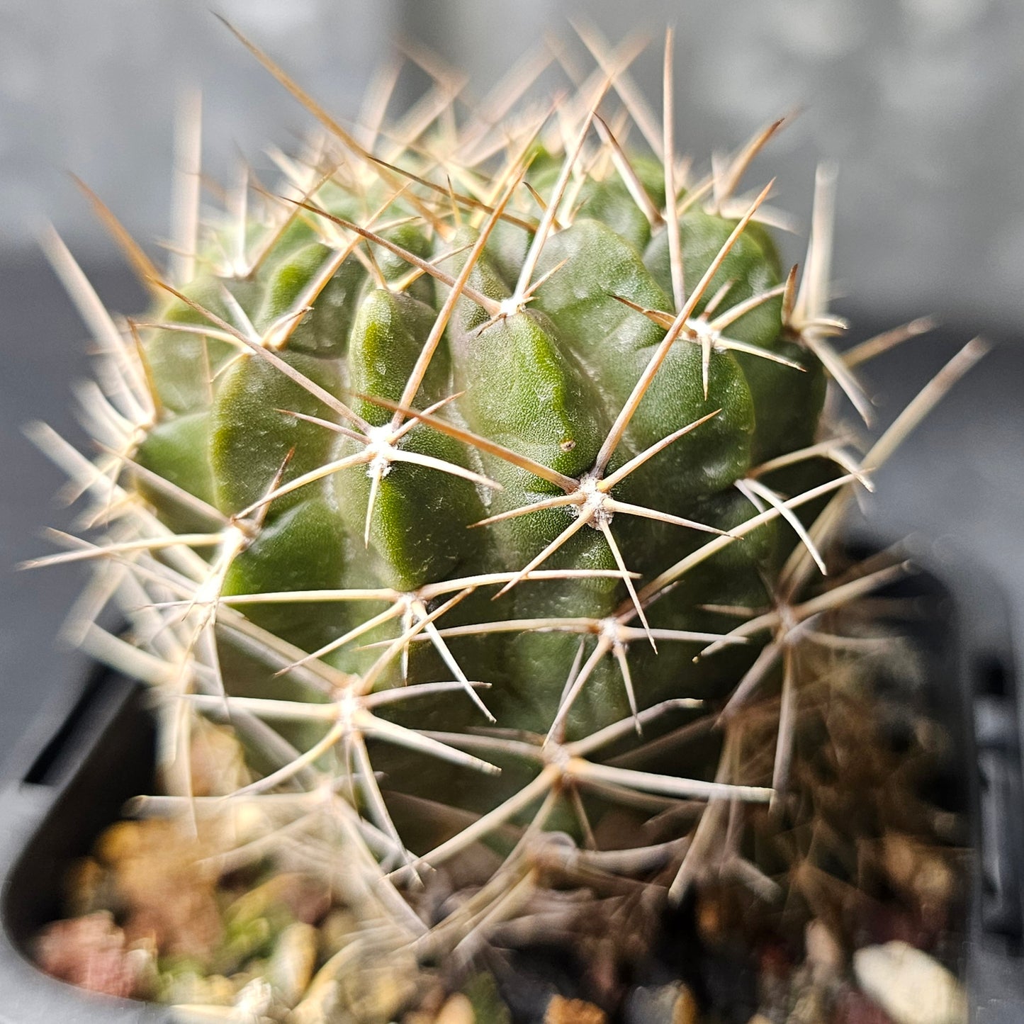 Cactus bundle - 4 plants (Lobivia Pack - Flower Show)