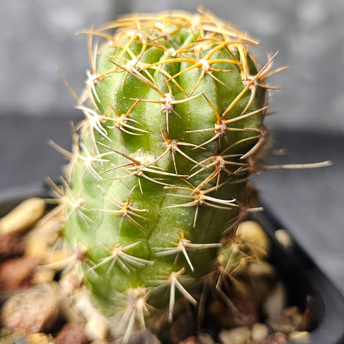 Cactus bundle - 4 plants (Lobivia Pack - Flower Show)