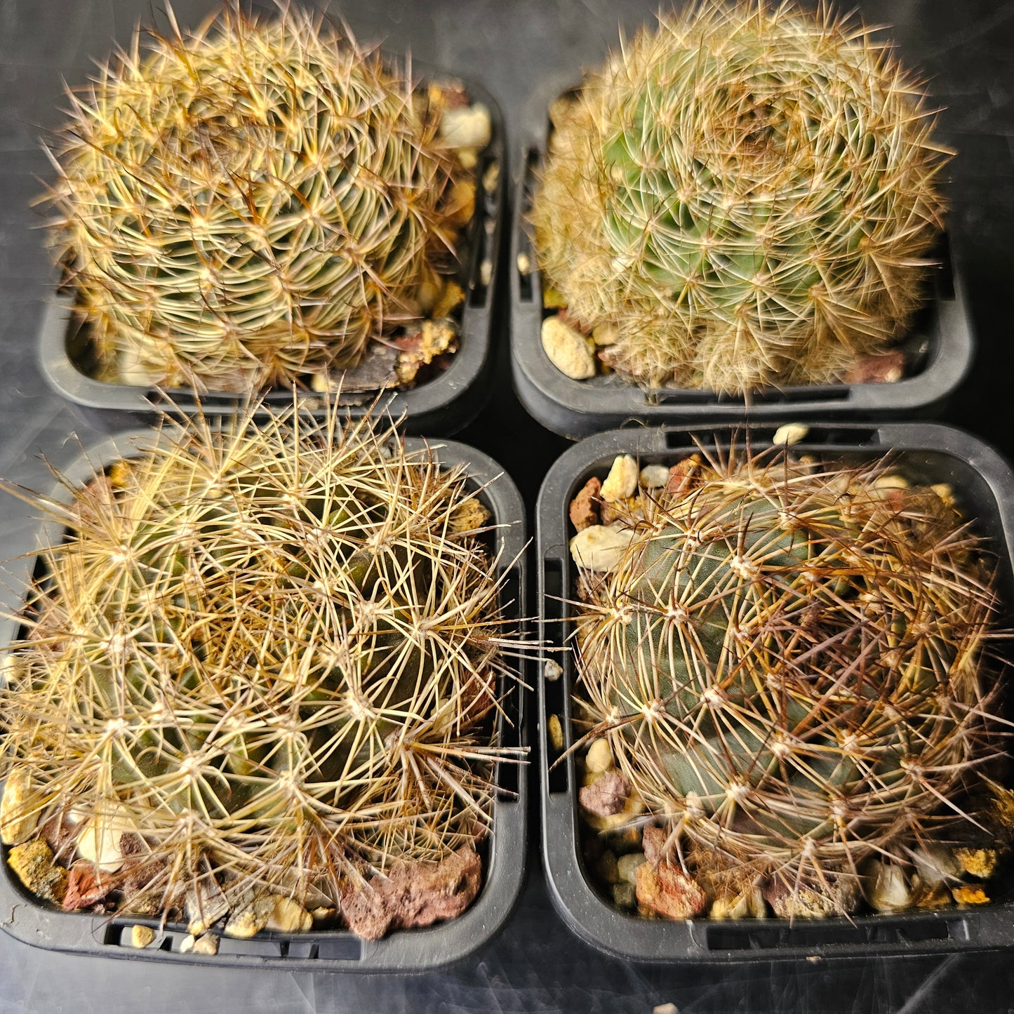 Cactus bundle - 4 plants (Lobivia Pack - Hybrid Power)