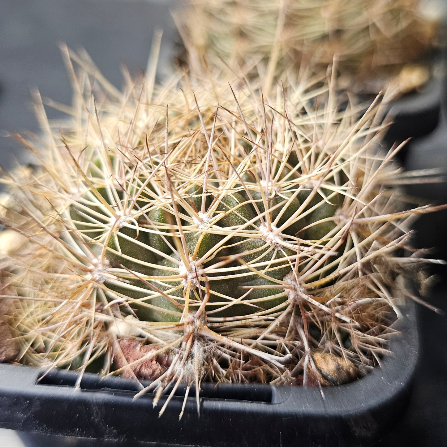 Cactus bundle - 4 plants (Lobivia Pack - Hybrid Power)