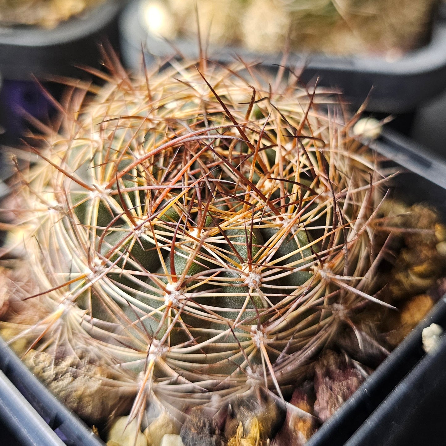 Cactus bundle - 4 plants (Lobivia Pack - Hybrid Power)
