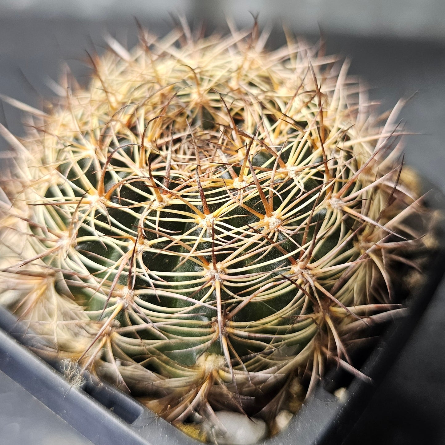 Cactus bundle - 4 plants (Lobivia Pack - Hybrid Power)