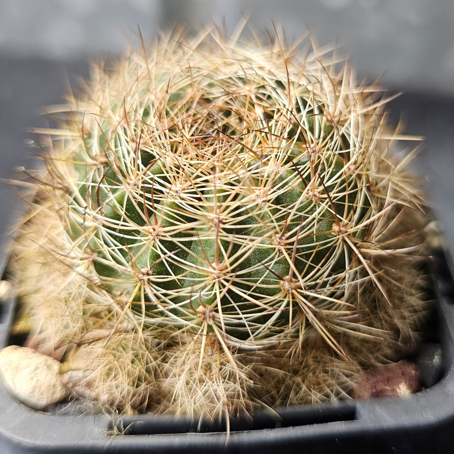 Cactus bundle - 4 plants (Lobivia Pack - Hybrid Power)