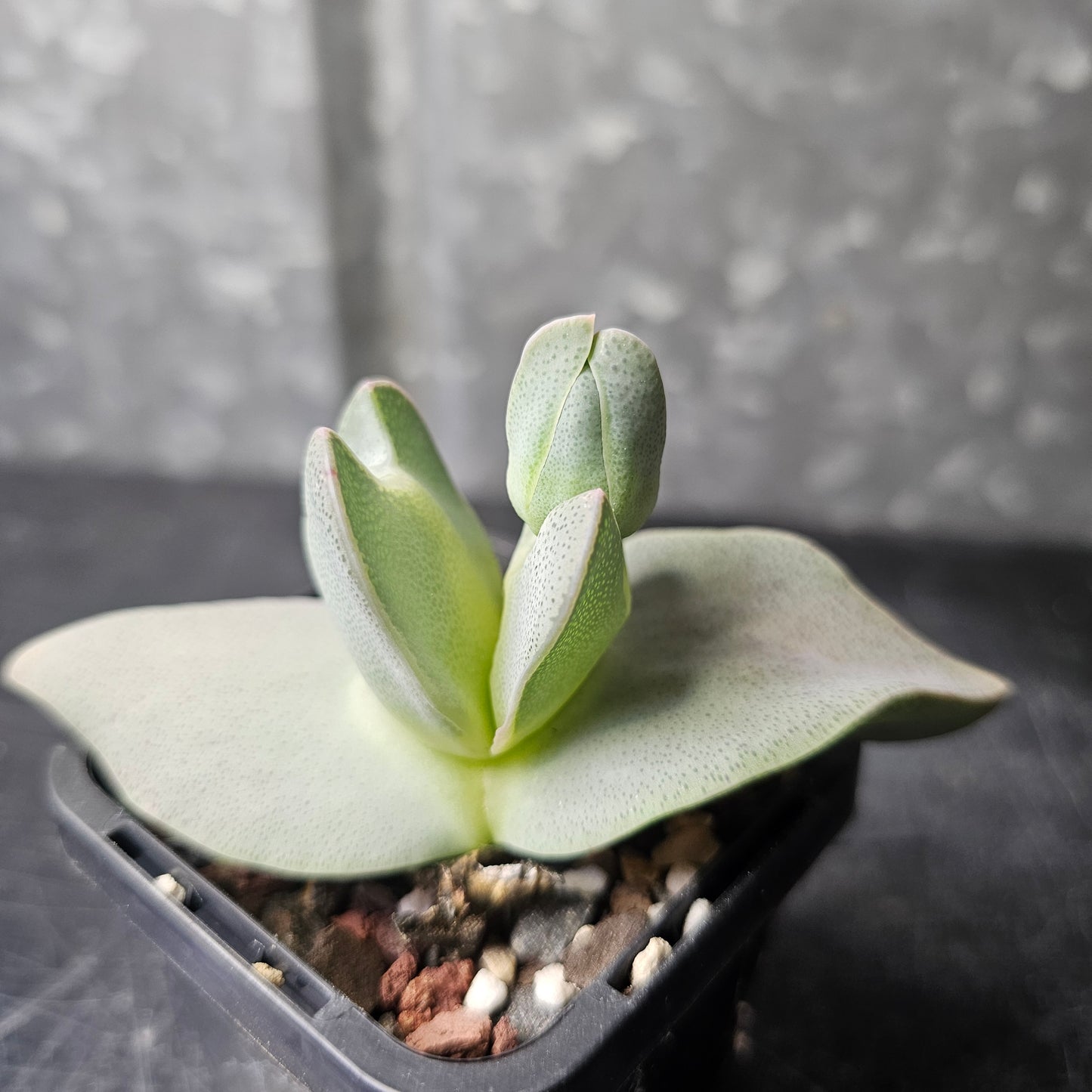 Cheiridopsis peculiaris