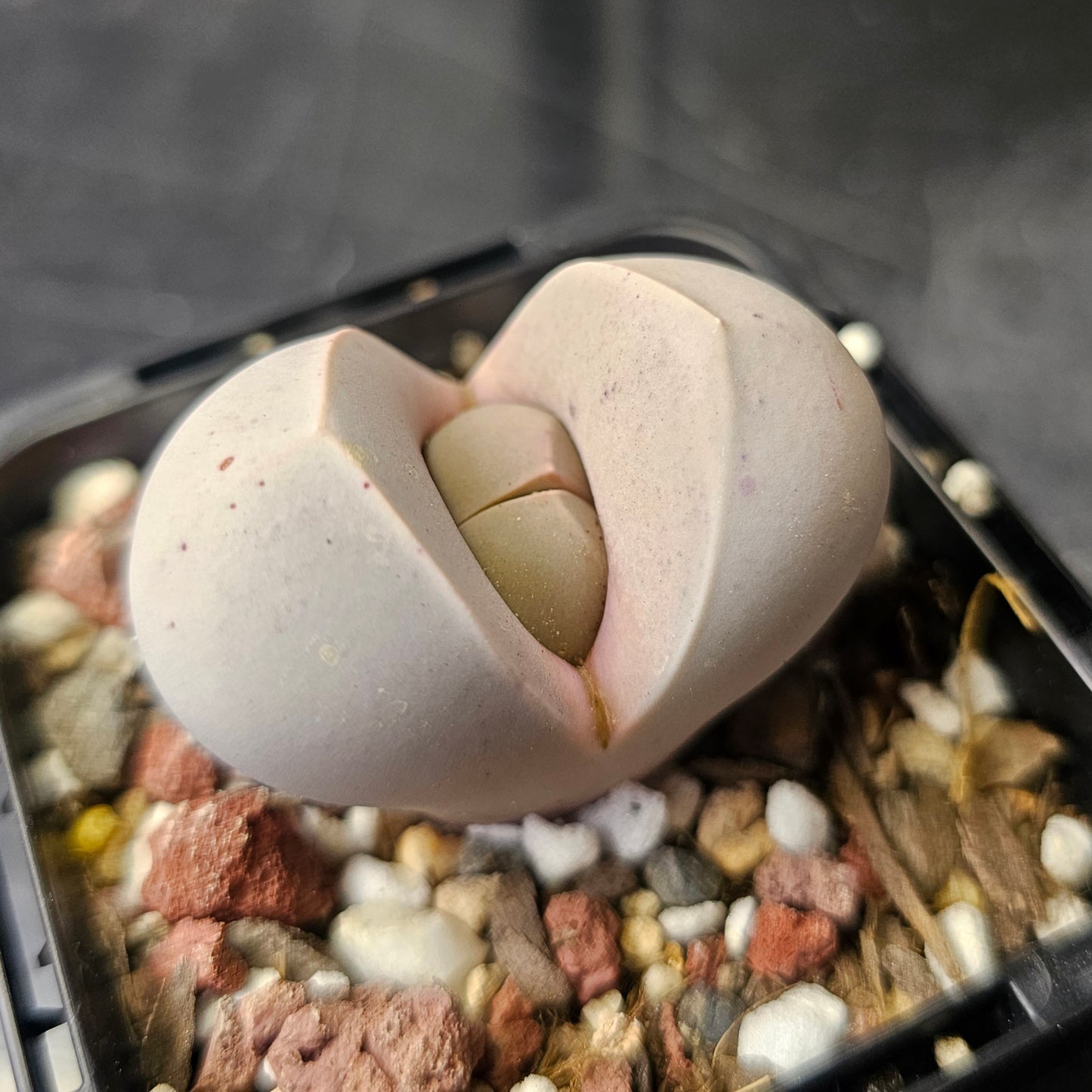 Dinteranthus wilmotianus ssp. impunctatus