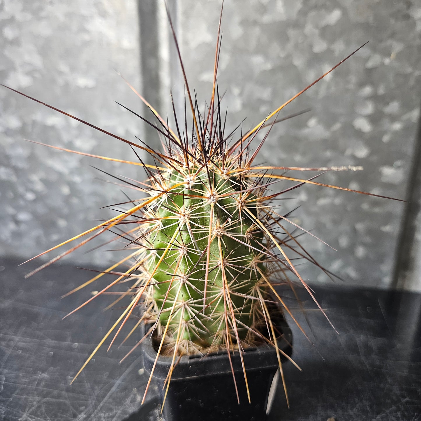 Echinocereus ferrairianus