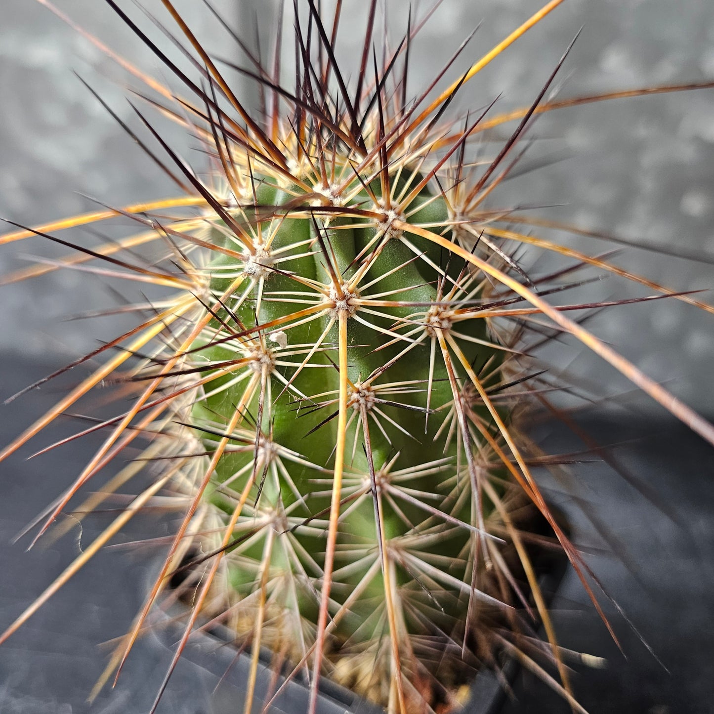 Echinocereus ferrairianus cactus with stout body and outrageous spines, statement piece.