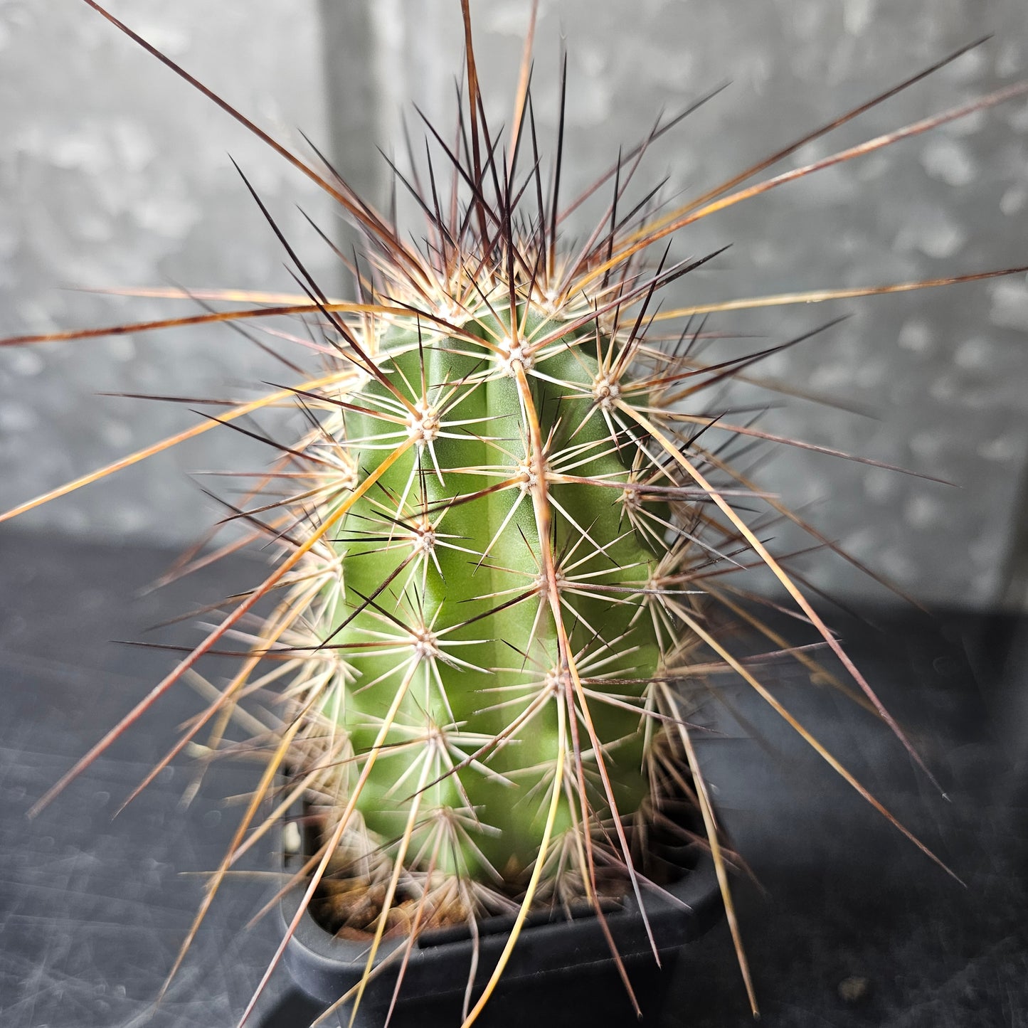 Echinocereus ferrairianus