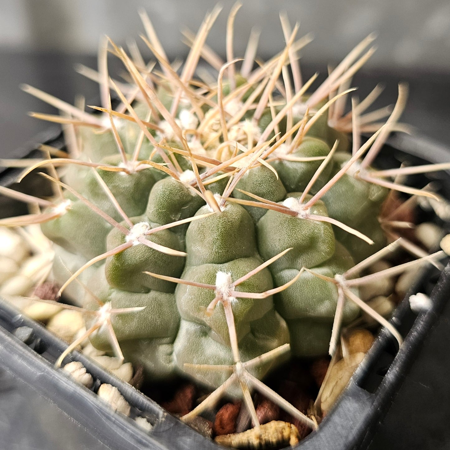 Gymnocalycium intertextum ‘knollii’ CH1083, rare frosty-bodied cactus with excellent spines.