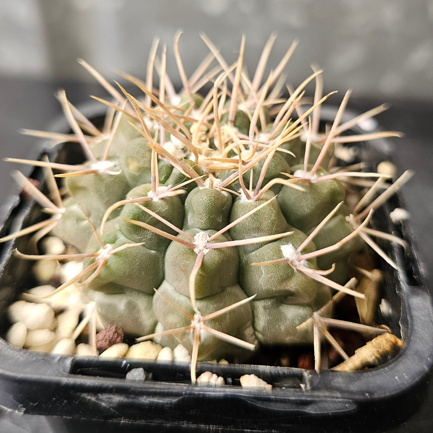 Gymnocalycium intertextum ‘knollii’ CH1083