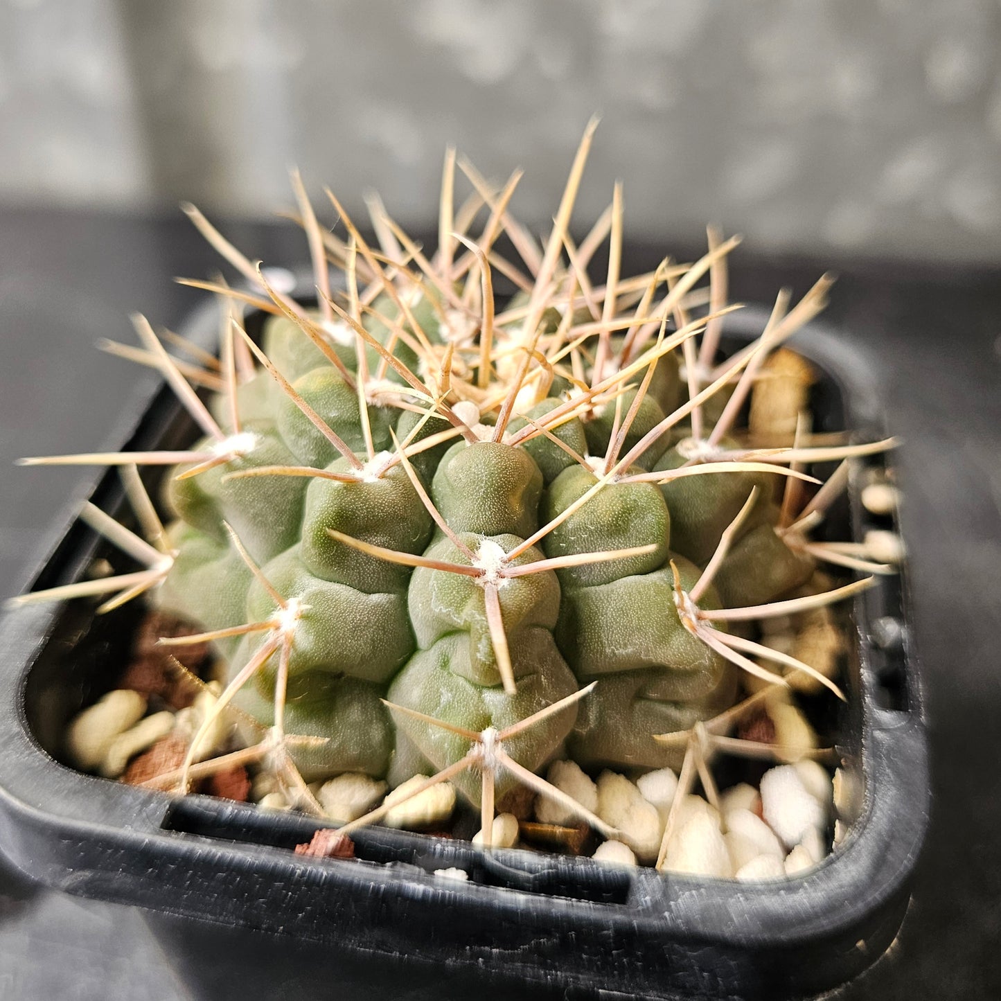 Gymnocalycium intertextum ‘knollii’ CH1083
