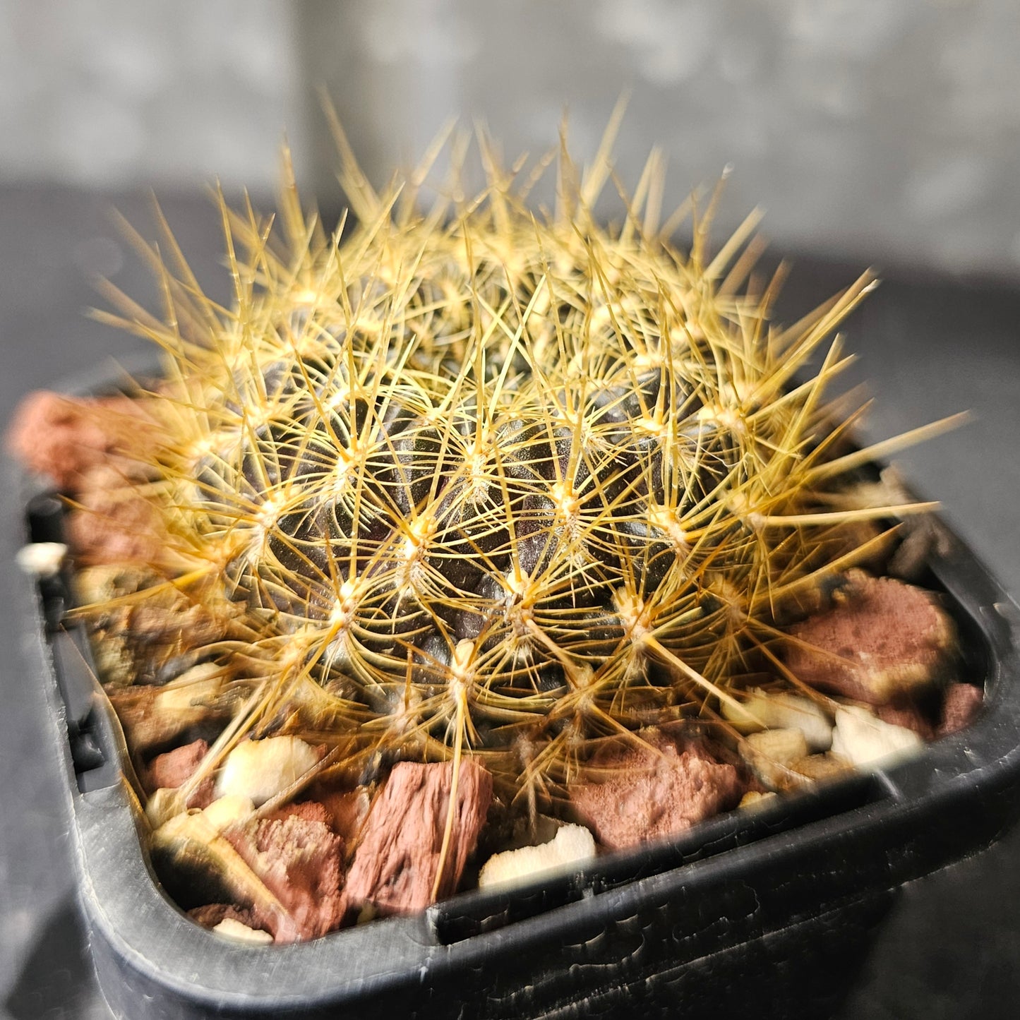 Sulcorebutia oenantha (HS20A)