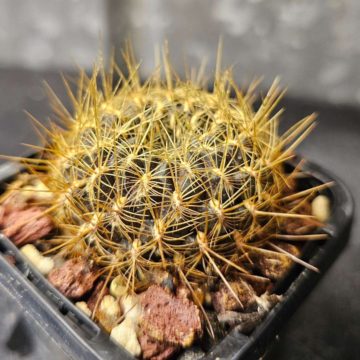 Sulcorebutia oenantha (HS20A)