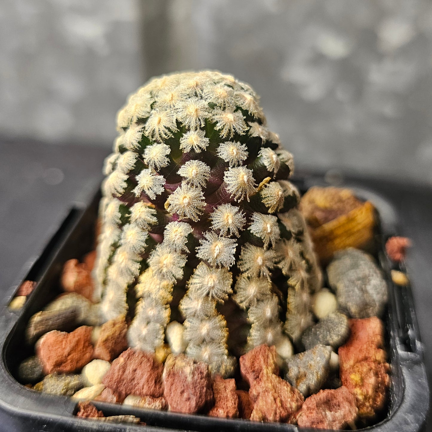 Mammillaria theresae