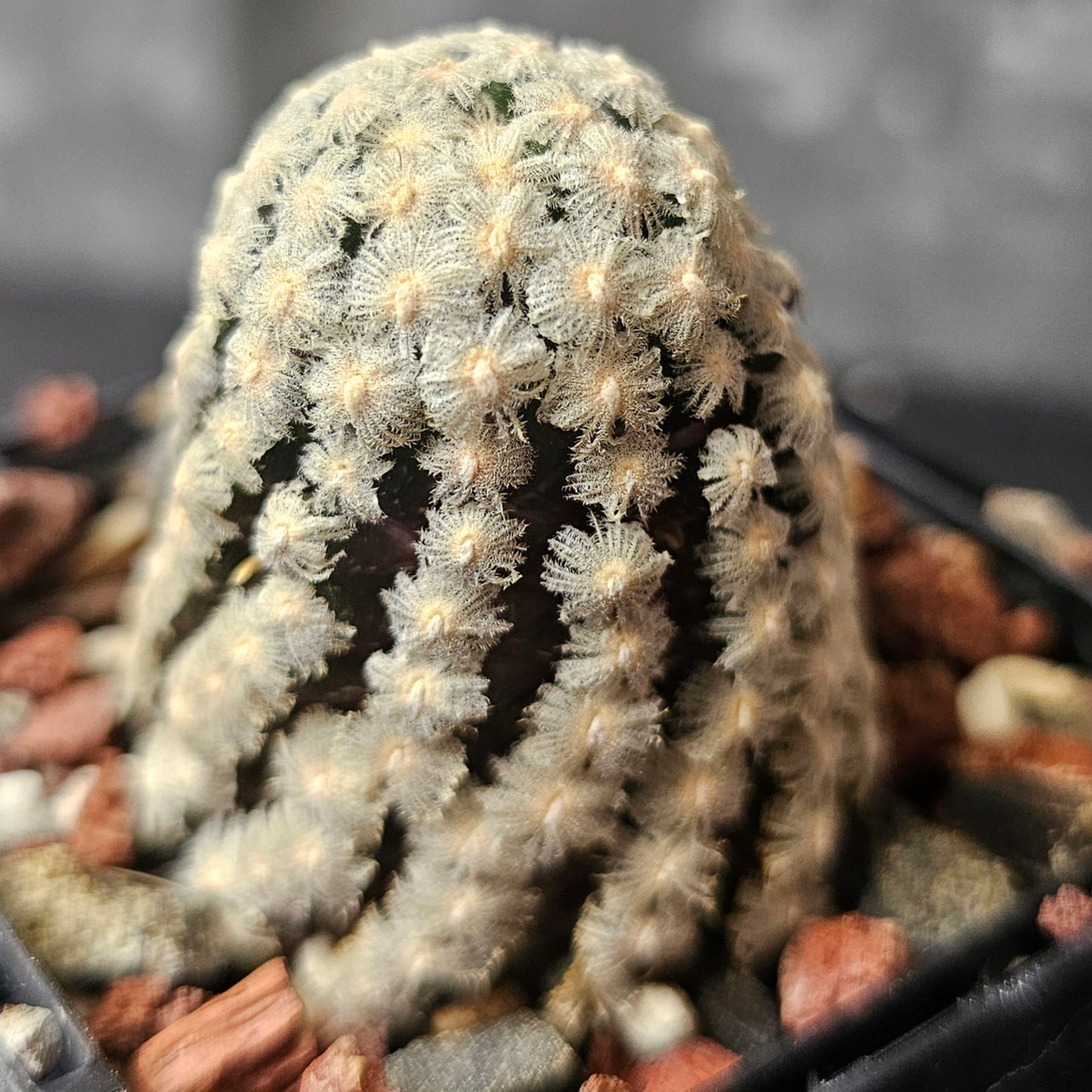 Mammillaria theresae
