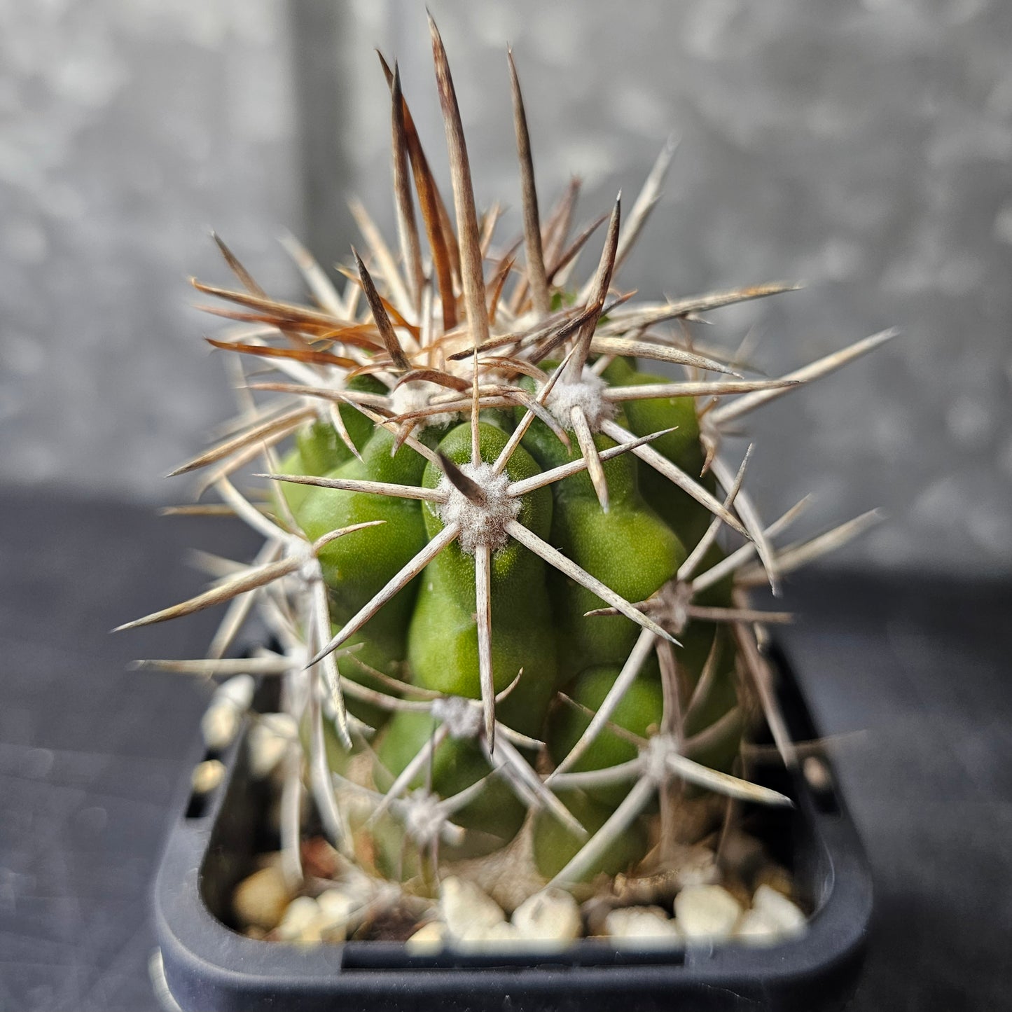 Copiapoa alticostata