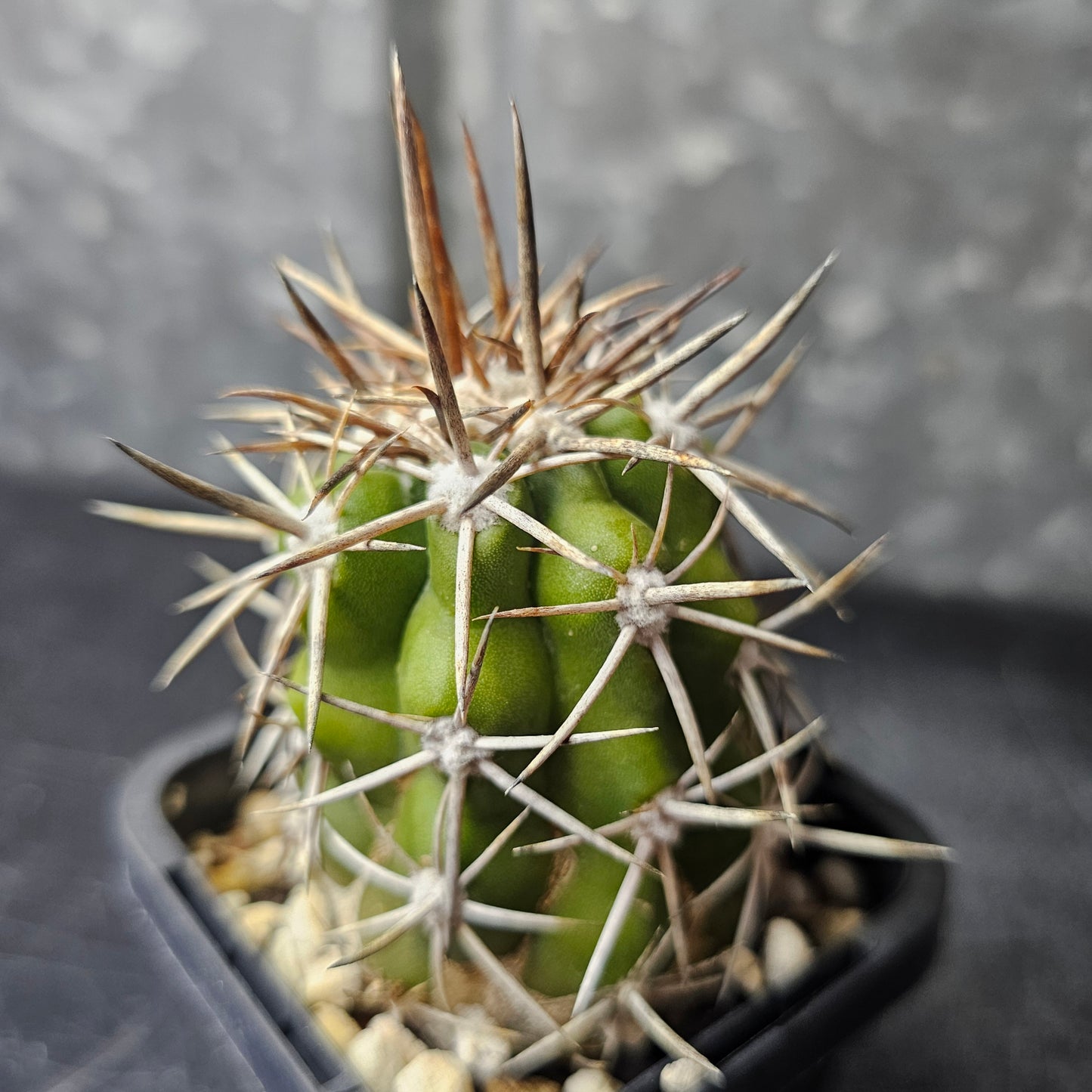 Copiapoa alticostata