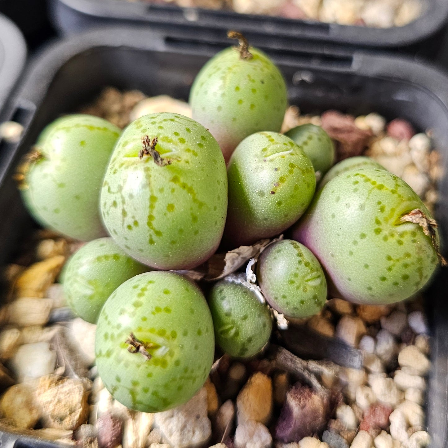 Conophytum bundle - 4 plants (Miniature Marvels)