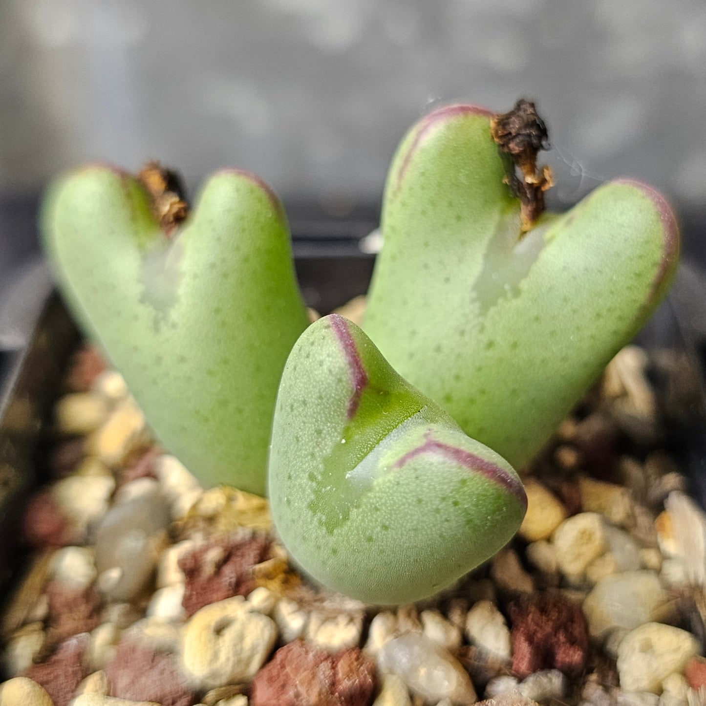 Conophytum bundle - 4 plants (Miniature Marvels)