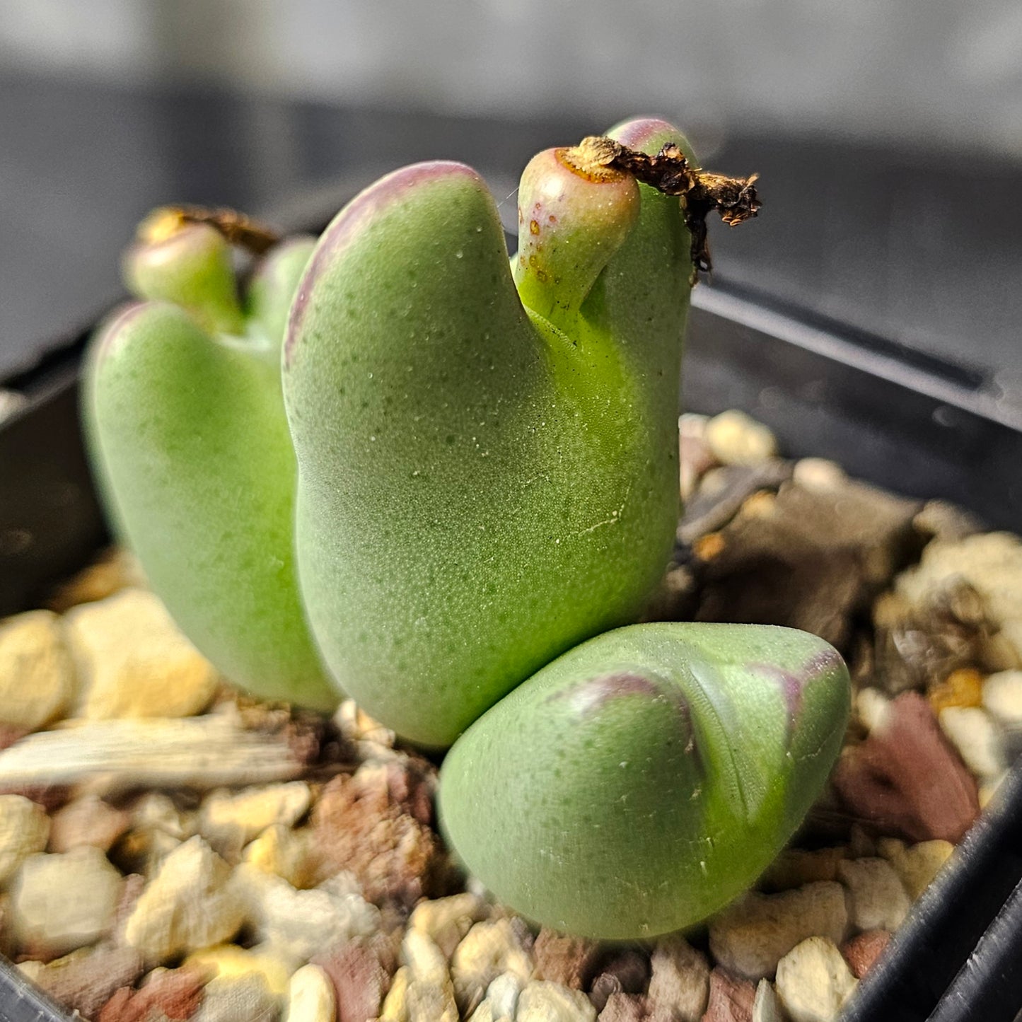 Conophytum bundle - 4 plants (Miniature Marvels)