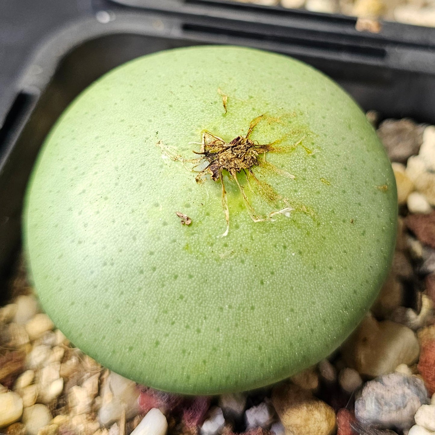 Conophytum bundle - 4 plants (Winter Charm)