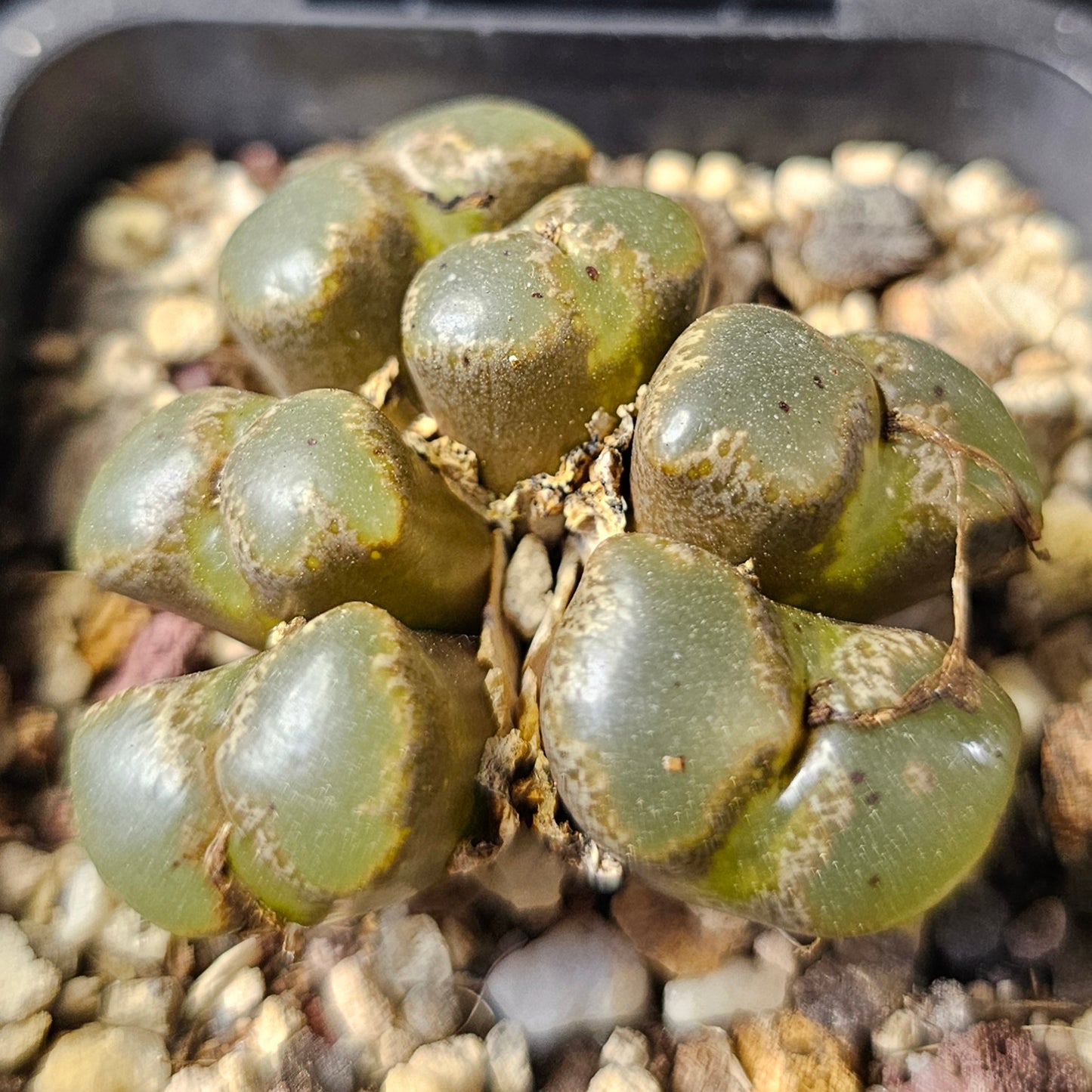 Conophytum bundle - 4 plants (Winter Charm)