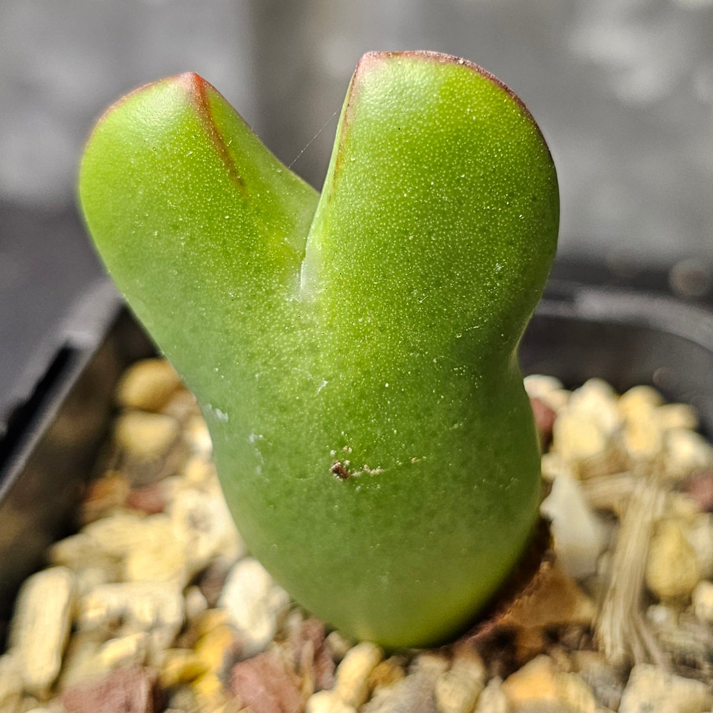 Conophytum bundle - 4 plants (Winter Charm)
