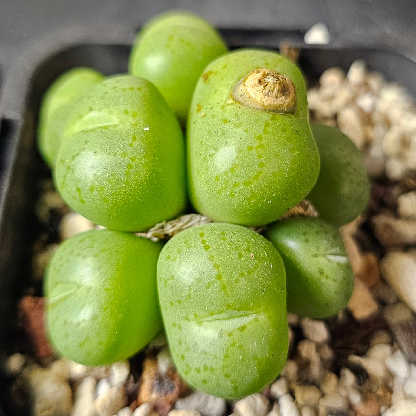 Conophytum bundle - 4 plants (Winter Charm)