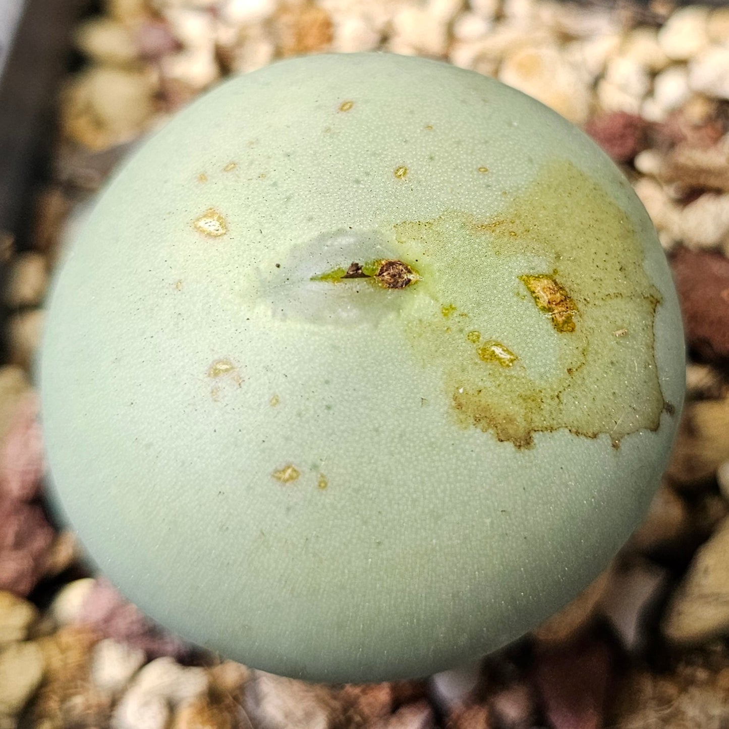 Conophytum bundle – 4 plants (Miniature Gems)
