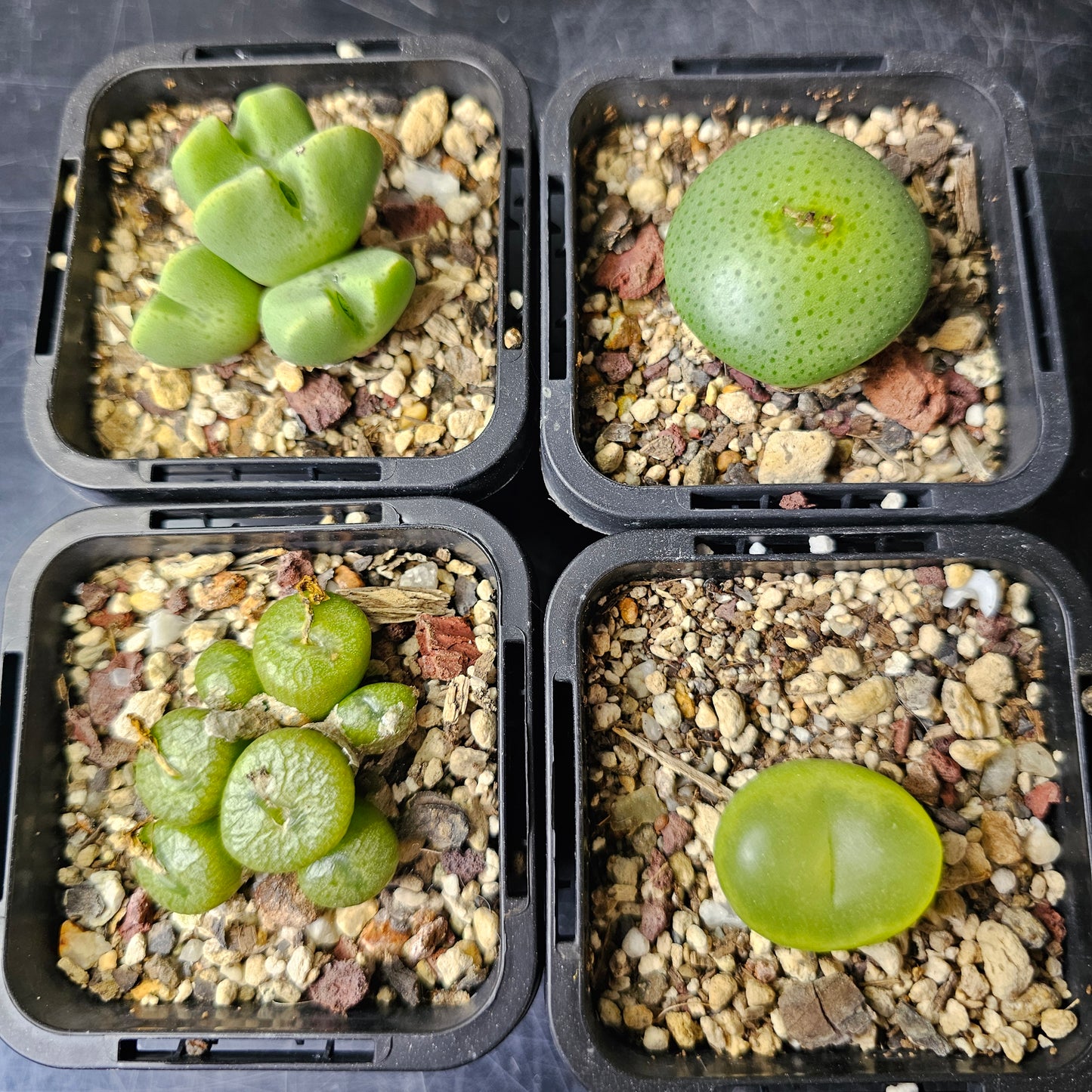 Conophytum bundle – 4 plants (Seasonal Surprise)