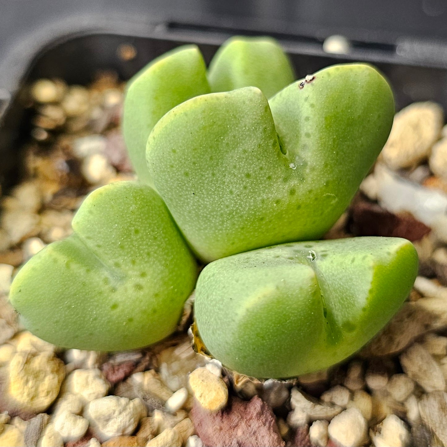 Conophytum bundle – 4 plants (Seasonal Surprise)