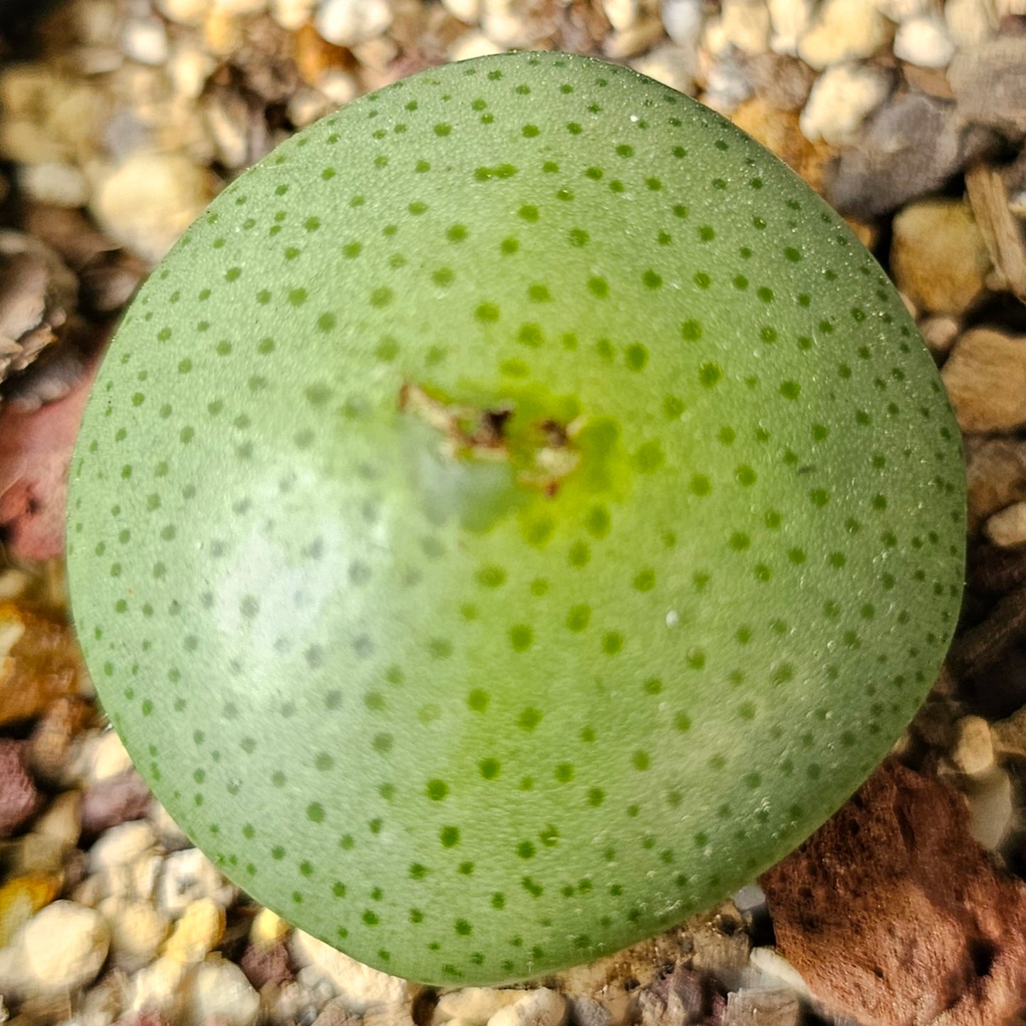 Conophytum bundle – 4 plants (Seasonal Surprise)