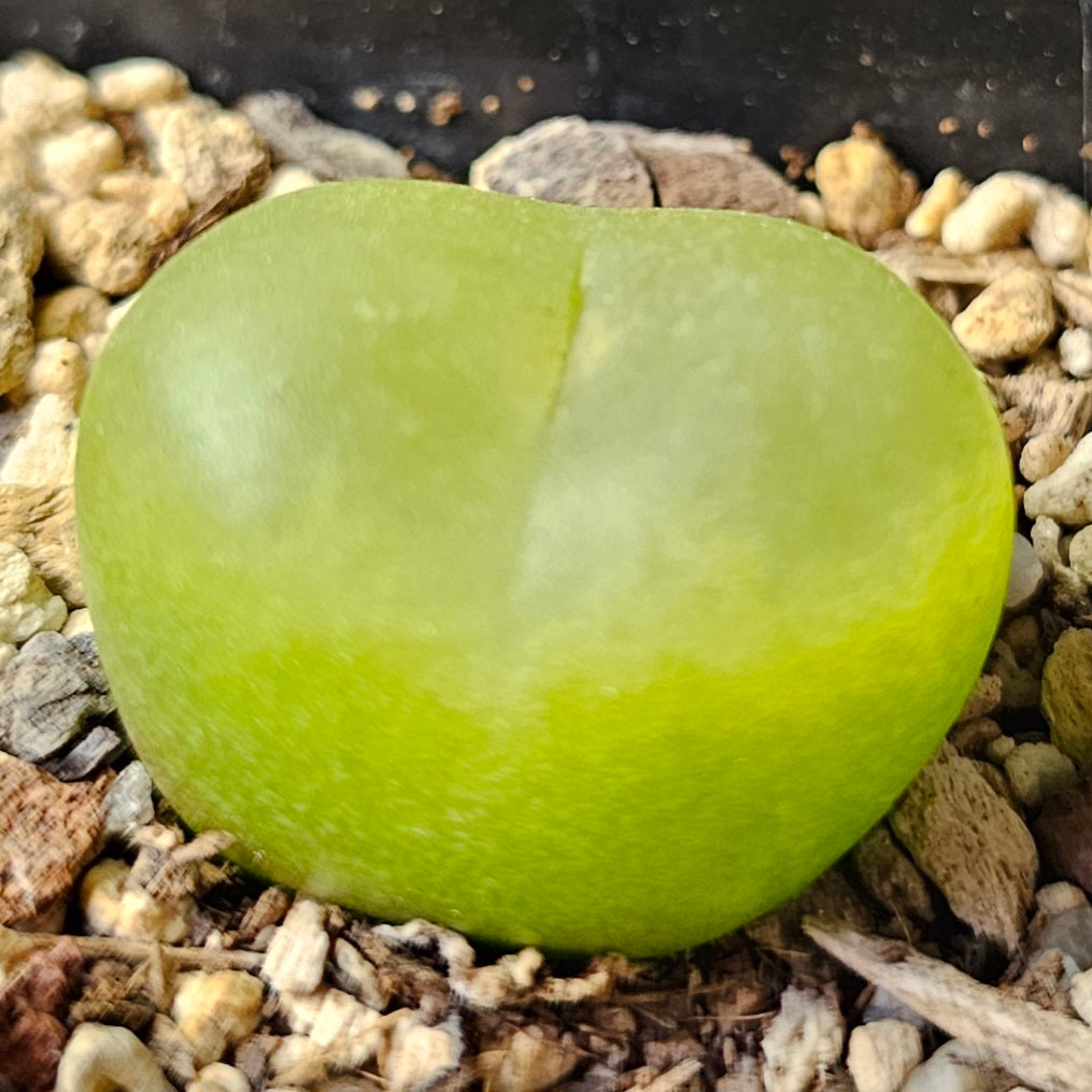 Conophytum bundle – 4 plants (Seasonal Surprise)