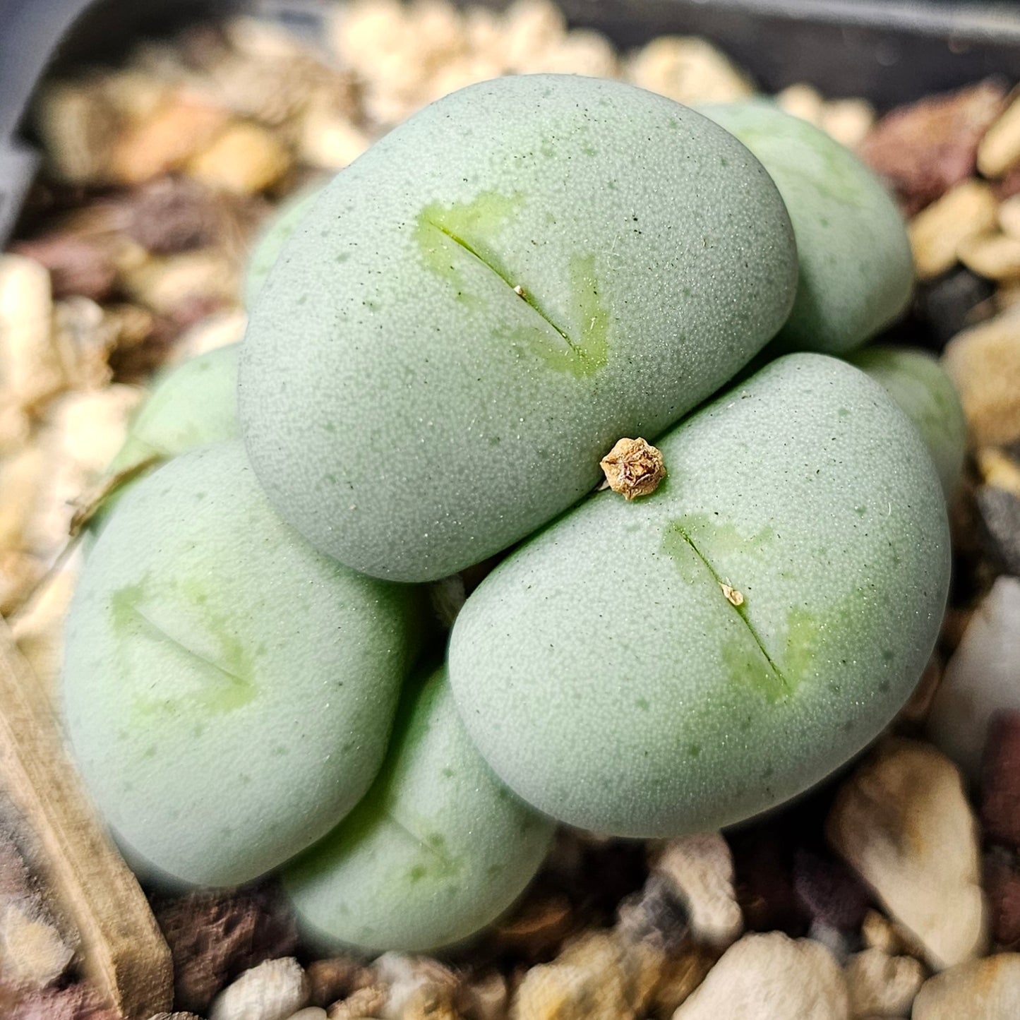 Conophytum bundle – 4 plants (Curious Characters)