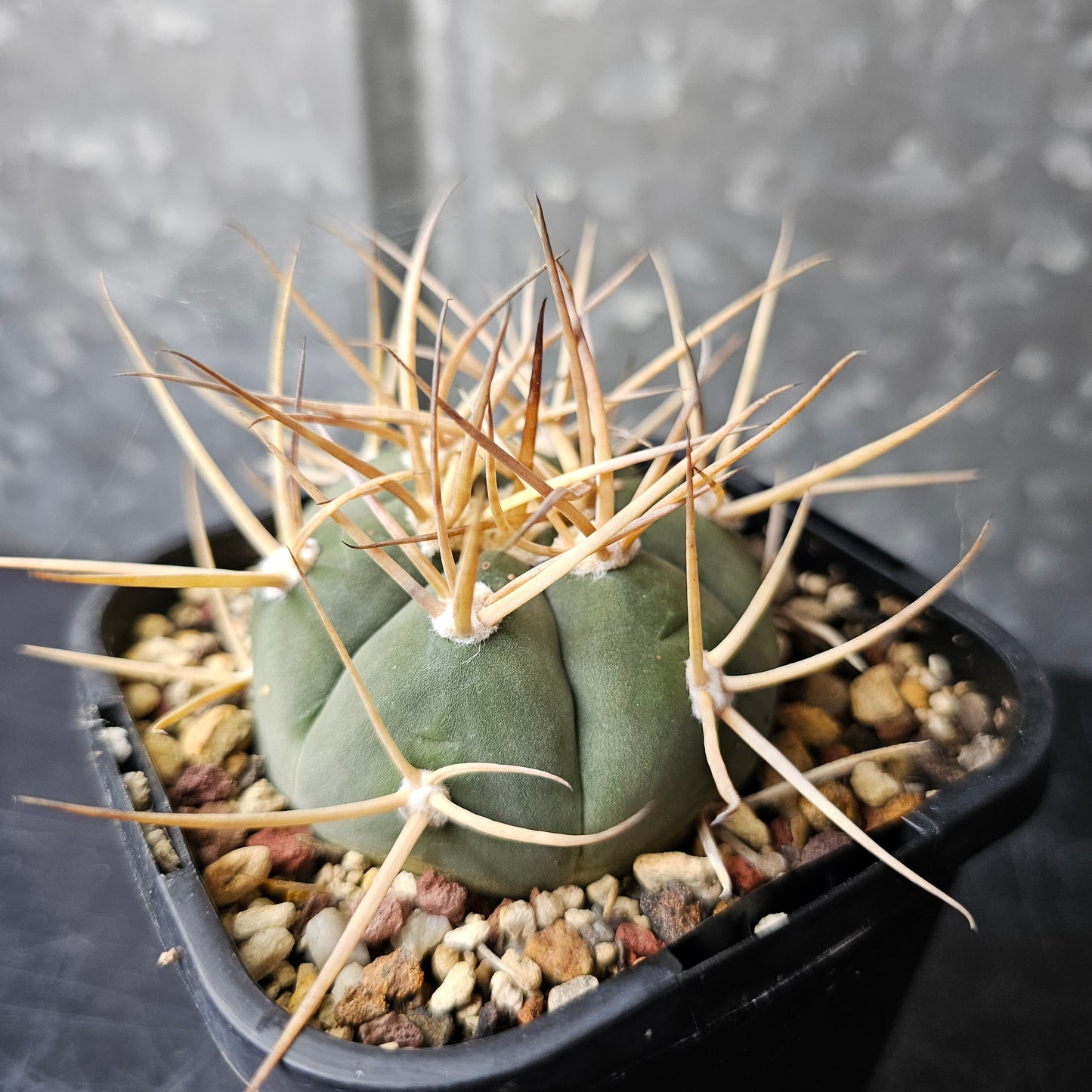 Gymnocalycium armatum
