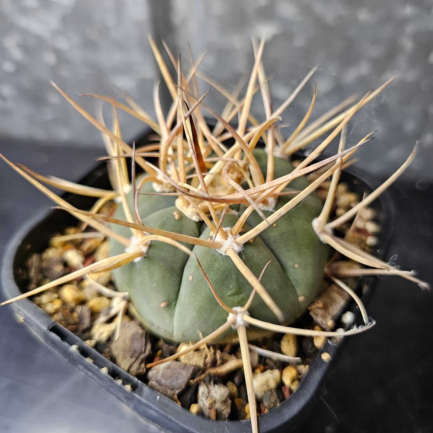 Gymnocalycium armatum