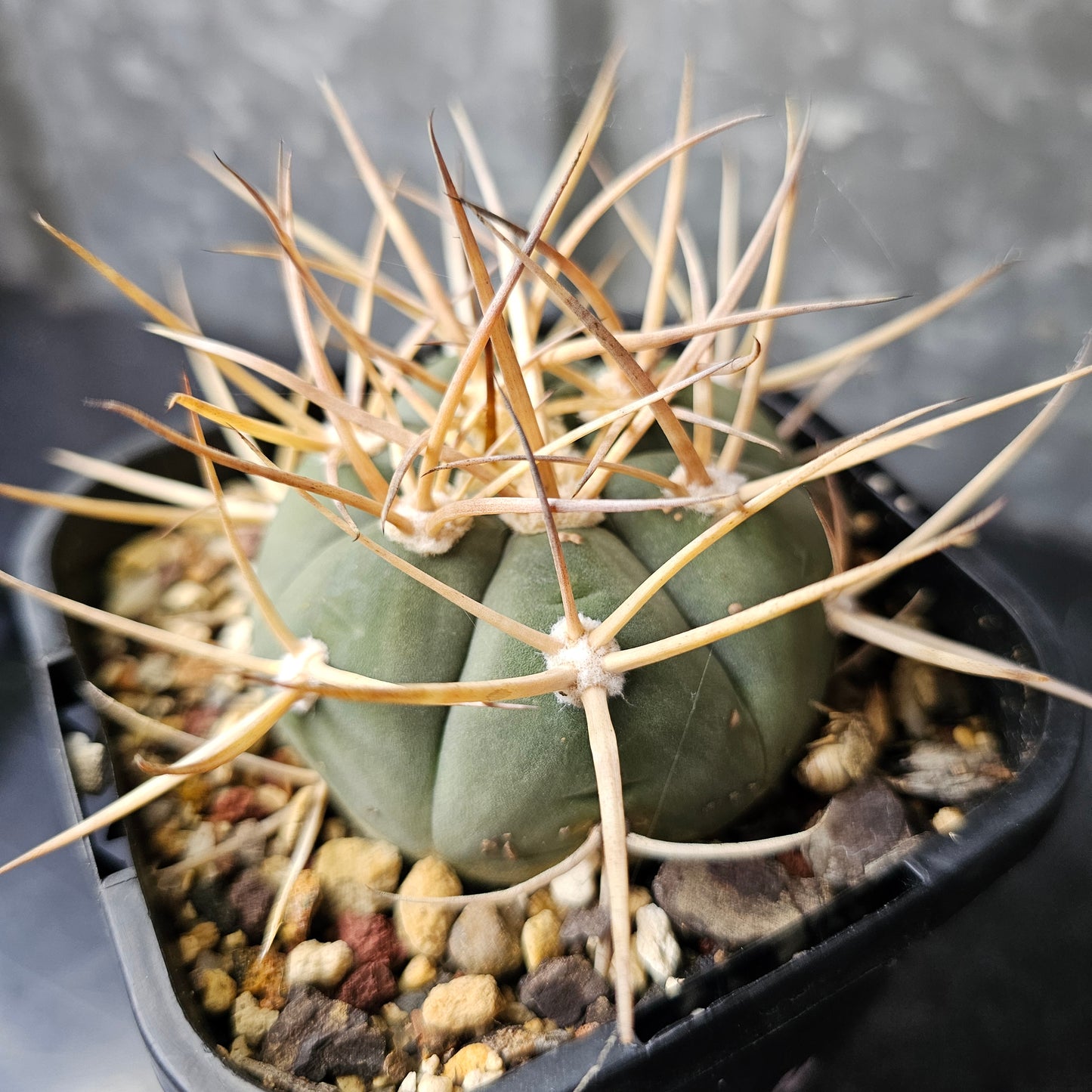 Gymnocalycium armatum