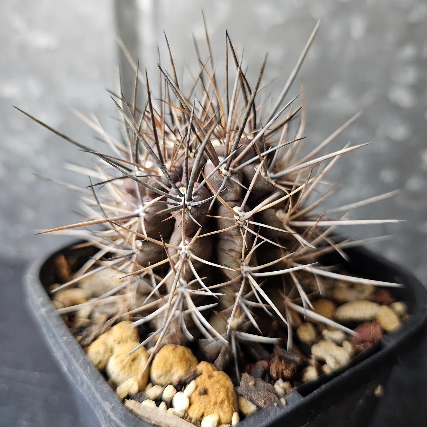 Neochilenia deherdtiana