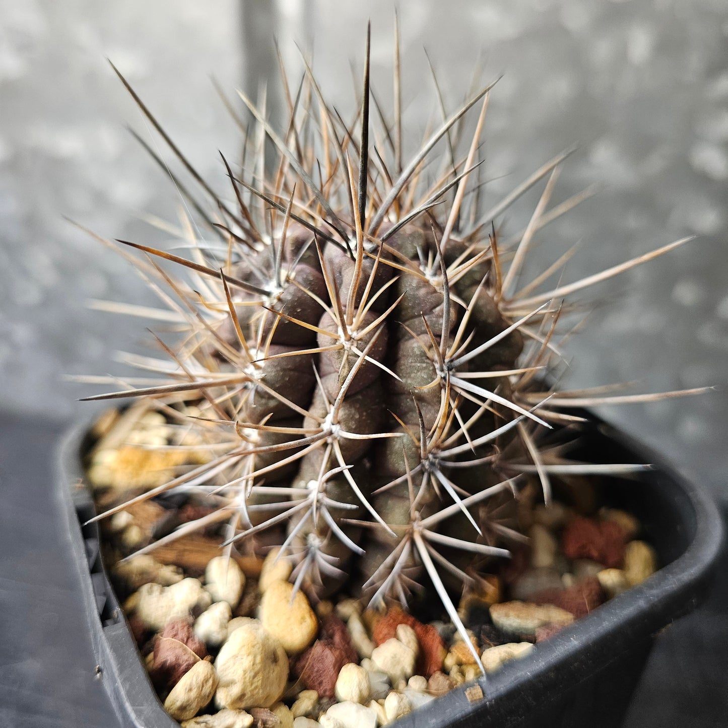Neochilenia deherdtiana