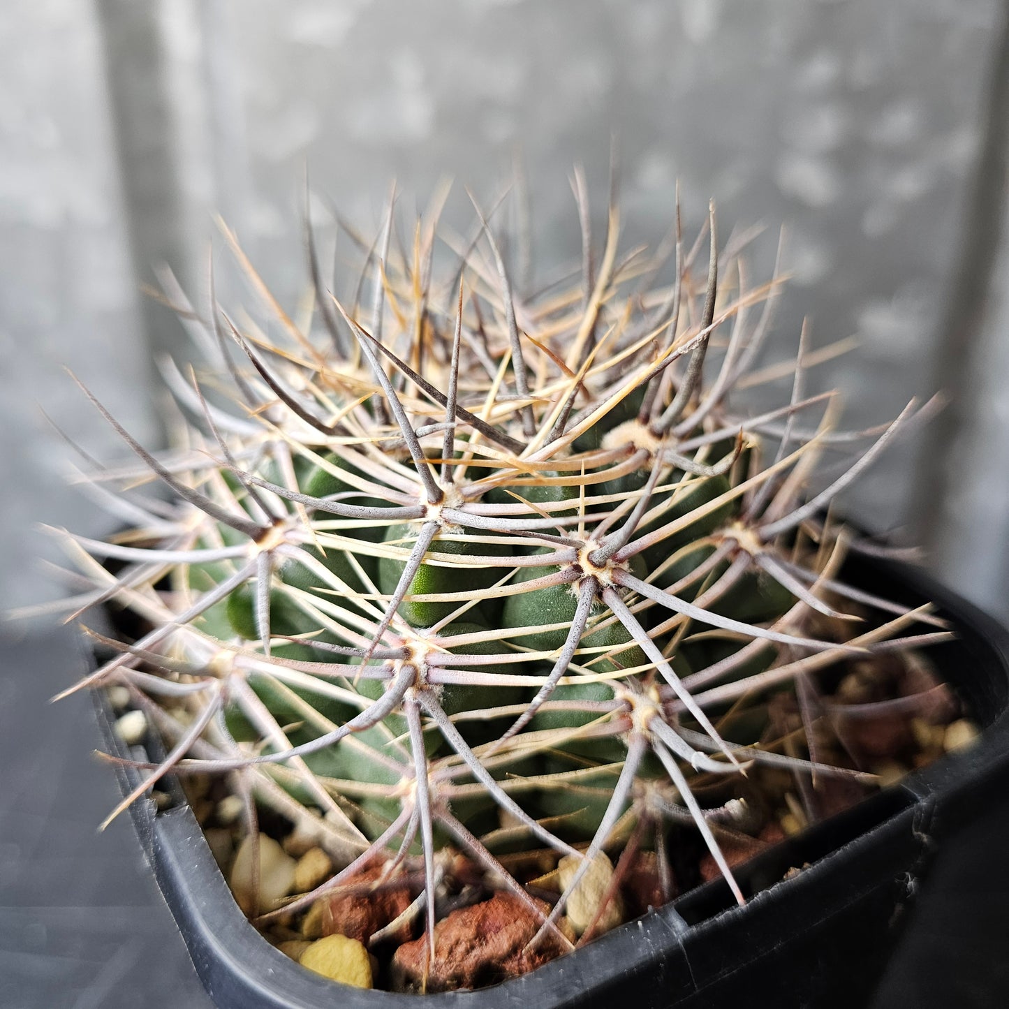 Gymnocalycium bicolor